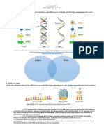 Worksheet 2.dna and Rna