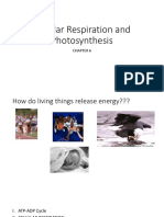 Cellular Respiration and Photosynthesis