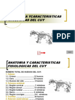 Anatomia y Caracteristicas Del Cuy