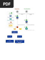 Antimuscarínicos PDF