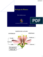 Clase 7 Flor e Inflorescencia