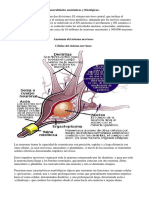 Generalidades Anatomicas y Fisiologicas