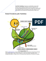 Reaksi Dan Proses Fotosintesis Pada Tumbuhan