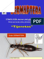 11 Dermaptera - Coleoptera