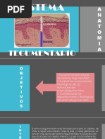 Sistema Tegumentario Diapositivas