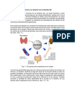 Acciones de La Calcitonina y Su Relación Con La Vitamina D3