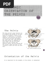 Anatomic Orientation of The Pelvis