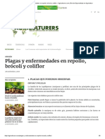 Plagas y Enfermedades en Repollo, Brócoli y Coliflor - Agriculturers - Com - Red de Especialistas en Agricultura