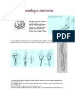 Cronologie Dentara Bovine