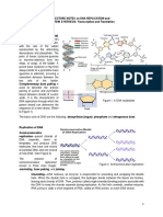 Dna Replication PDF