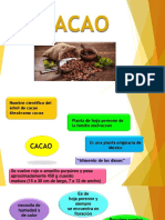 Cacao