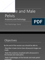 Female Male Pelvis Anatomy Radiology Student Version PDF