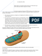 Respiración Celular