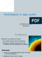 Fertilization Sea Urchin