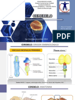 Cerebelo 2019 PDF