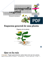 Organografia Vegetal