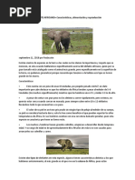 Elefante Africano