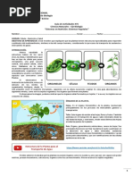 8 Biología Guía 2 Sistemas Vegetales Ciencias Naturales