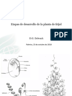 Taller Etapas Desarrollo Frijol 23 Oct 2018