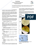 Practica 10 Observación de Protozoarios