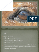 Anatomy of Eye in Domestic Animals