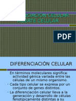 Diferenciación Celular