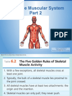 Ch. 6 Muscular System 2019-Part 2