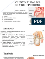 Escroto y Envolturas Del Testículo y Del Epidídimo