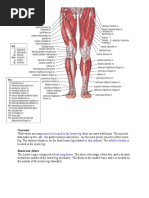 Anatomy Leg