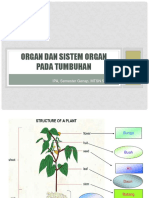 Organ Dan Sistem Organ Tumbuhan