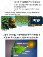 Photosynthesis