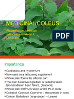 Coleus