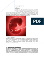 El Desarrollo Del Embarazo Por Meses