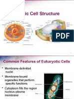 Eukaryotic Cells - Ruah