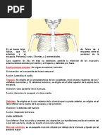 Miembro Superior Anatomia