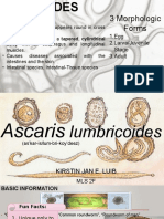 Ascaris Lumbricoides 