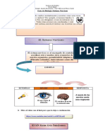 Guía de Biología Sistema Nervioso Segundo Medio