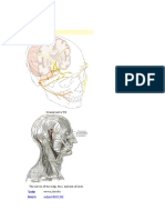 Facial Nerve