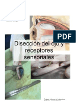 Diseccion Del Ojo