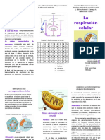 Triplico de Biología La Respiración Celular