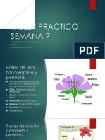 Semana 7 Taller de Flores