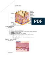 Anatomy & Phyiology of The Skin