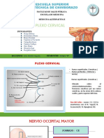 Plexo Cervical