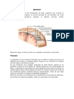 MENINGES