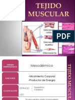 Tejido Muscular Diapositivas