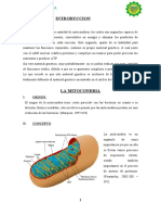 8.la Mitocondria