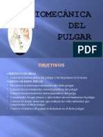 Bases Pulgar2