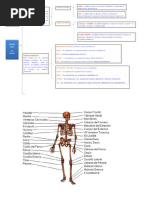 Cuadro Sinoptico S Oseo PDF