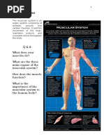 K00429 - 20180831110050 - Muscular System