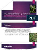 Amaranthus Spinosus L Adriana Lopez Exposicion